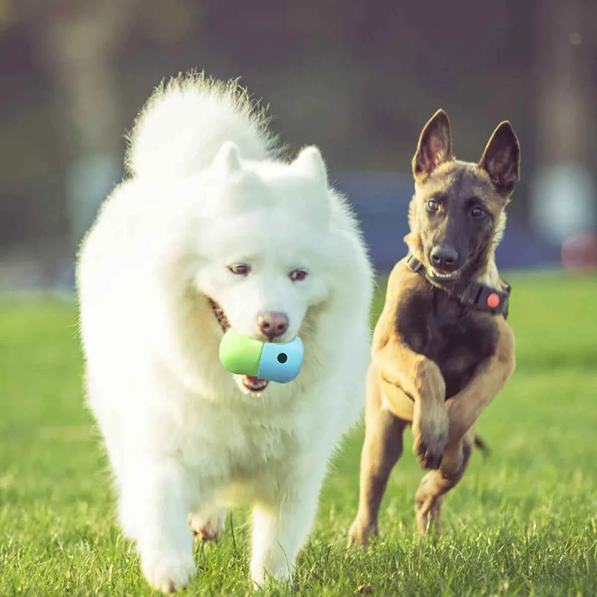 New 2-in-1 Dog Toy Ball - Petfables - Dogs Playing With Toy Ball
